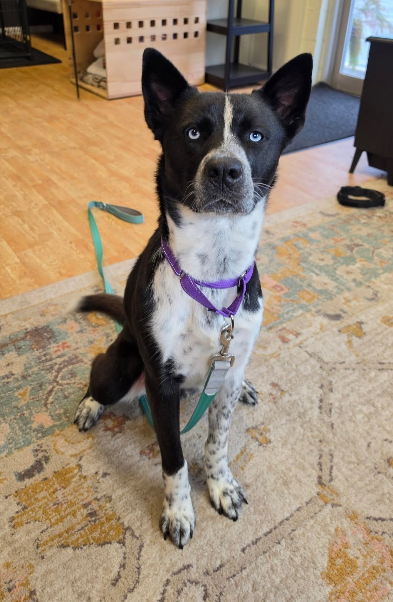 Bowie, an adoptable dog at RescueLove