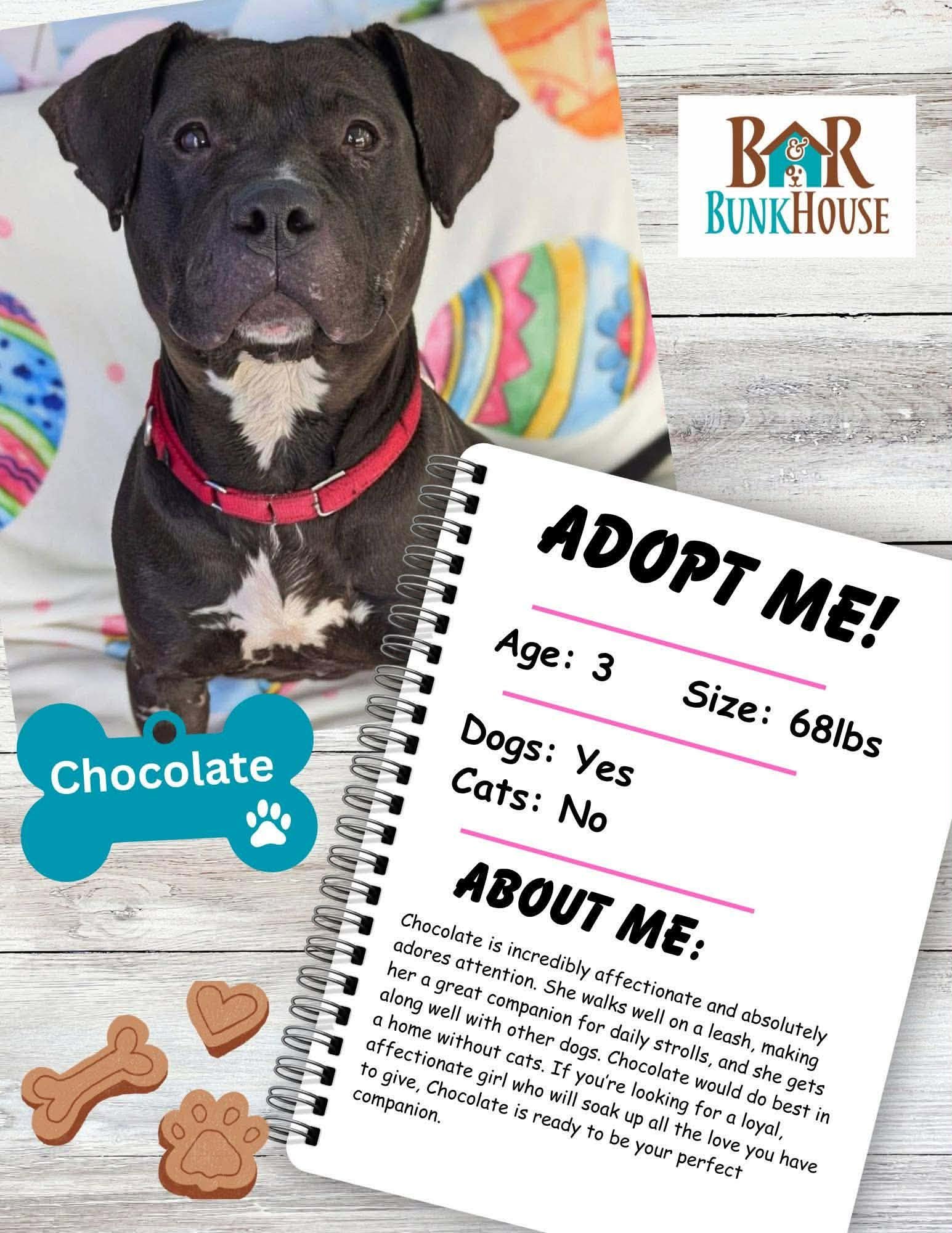Chocolate, an adoptable dog at B&R Bunkhouse — age 3, 68 lbs, good with dogs, no cats