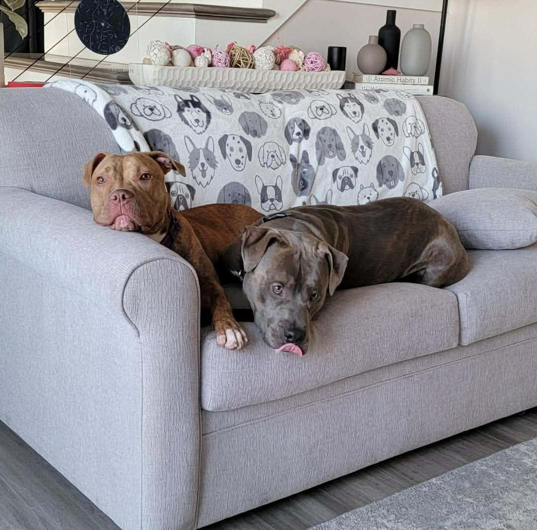 Liz's dogs Dark and Lady, both adopted from B&R Bunkhouse